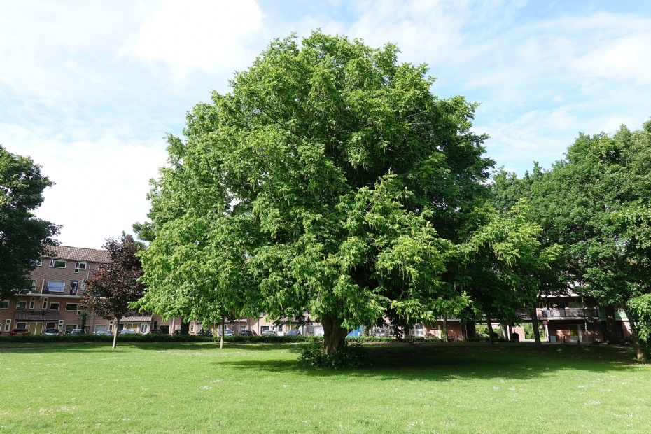 Een opvallende boom met een naam voor elk dorp in Westland ... die honderd jaar kan worden