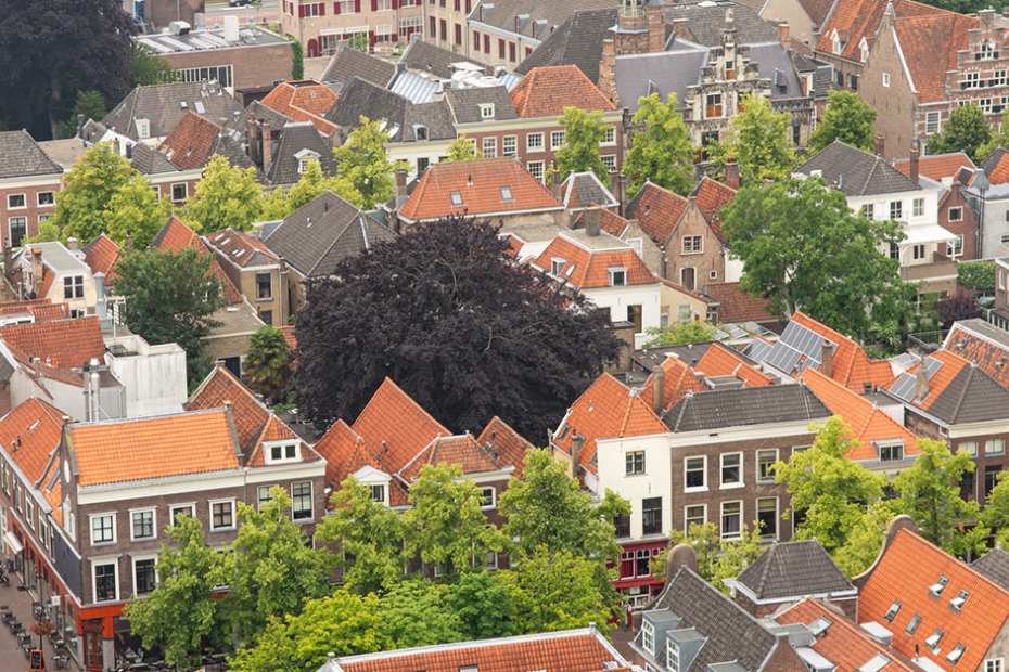 Boomdiversiteit in Delft (foto: Boomkwekerij Ebben)