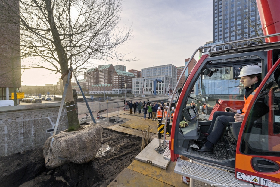 Wethouder Vincent Karremans (Handhaving, Buitenruimte en Mobiliteit) zet de boom op zijn plek. Foto: gemeente Rotterdam - David Rozing