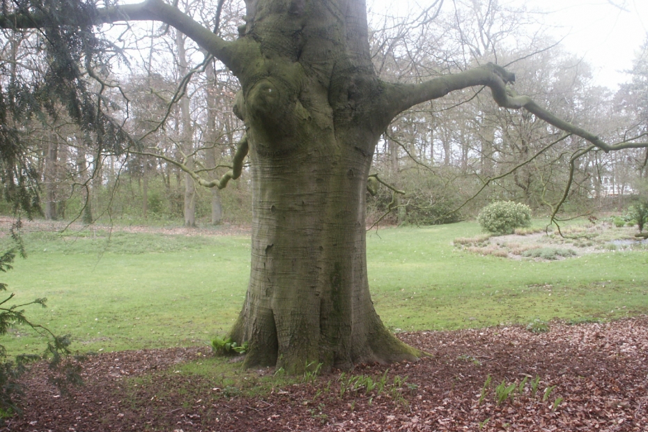 Foto ter illustratie. Oude boom op landgoed de Reehorst in Driebergen. Bron: Wikipedia Commons, Pieter Delicaat 2014
