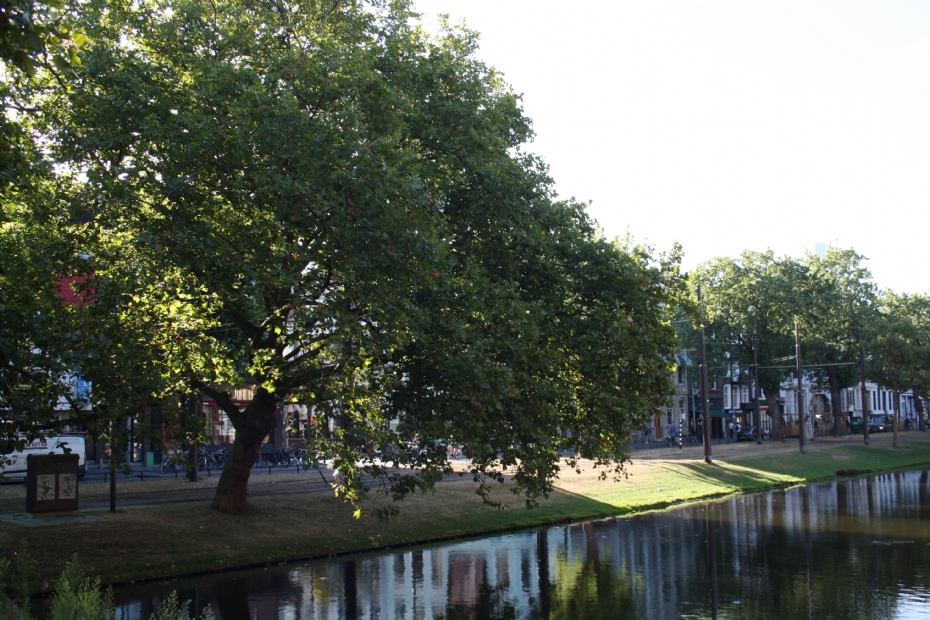 Bomen in Rotterdam