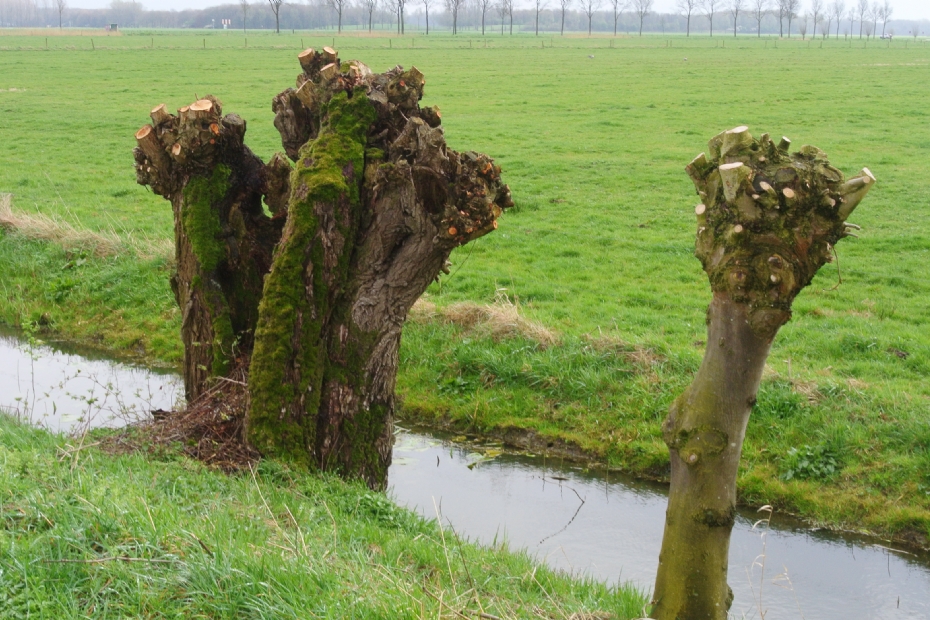 Als knotwilg is de wilg waarschijnlijk de bekendste boom van Nederland