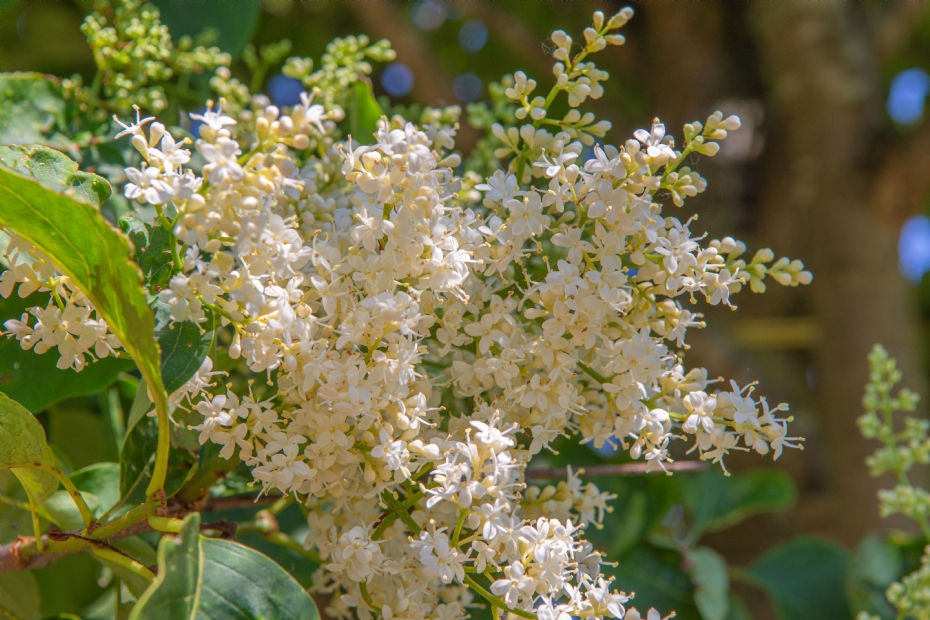 <i>Syringa reticulata</i> 'Ivory Silk' - Ebben Boomkwekers