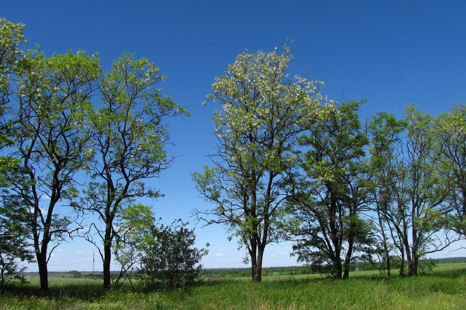 Robinia pseudoacacia op archiefbeeld