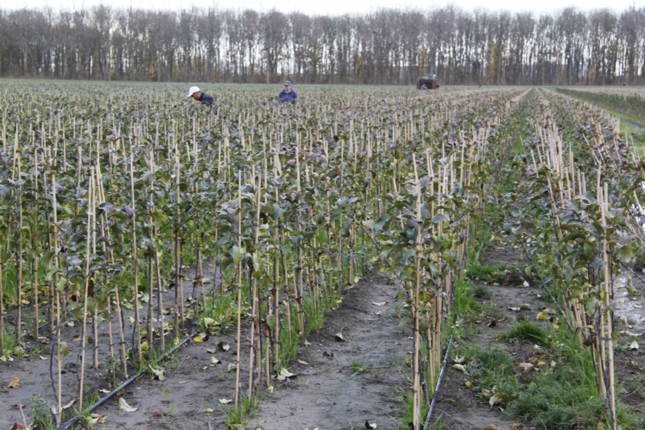 Fruitbomen bij een kwekerij, archiefbeeld