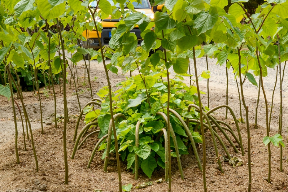 Moederplanten van <i>Tilia europaea</i> 'Pallida Typ Lappen'. Boom & Bonheur legt 12.000 tot 15.000 bomen per jaar af.