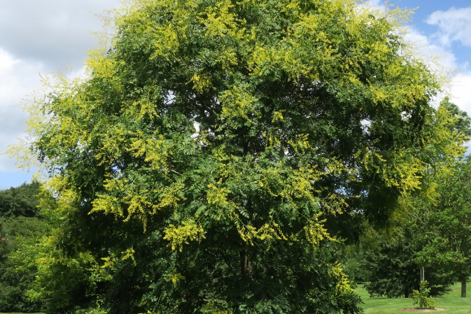Habitus van Koelreuteria paniculata, Arboretum Wespelaar