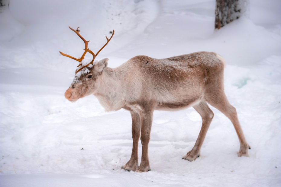 Foto: Freepik Foto: Freepik