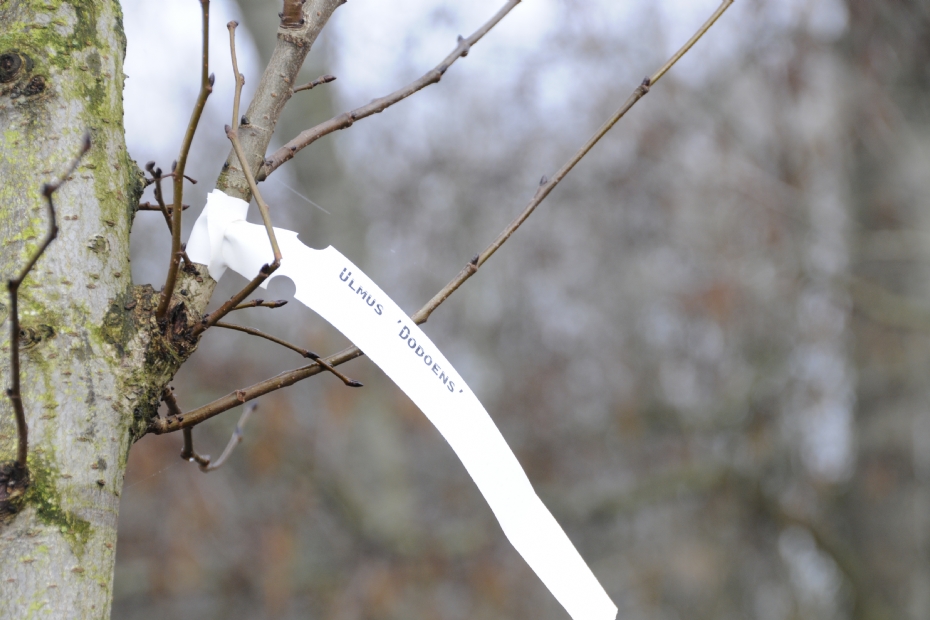 Ulmus Dodoens in het Iepenarboretum op archiefbeeld