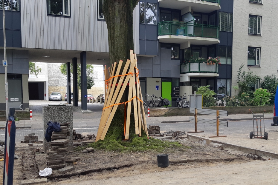 Bomen in de Nijmeegse Van Gentstraat, foto ter illustratie