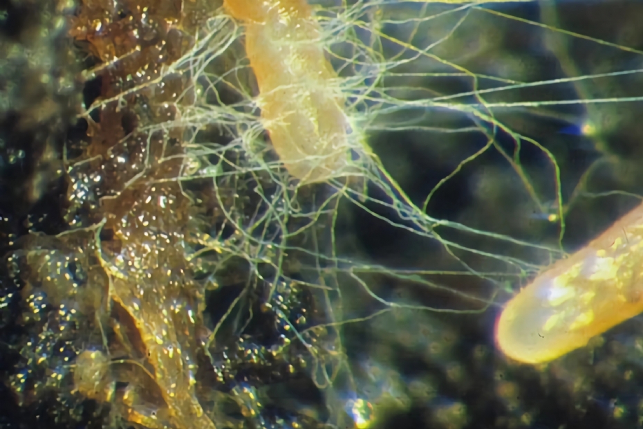 Mycorrhiza