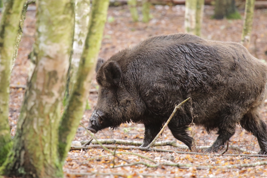 Foto ter illustratie, niet de Hoge Veluwe. Bron: Freepik