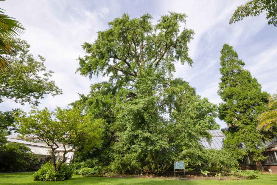 Deze Leidse kampioensboom , een Ginko in de Hortus zou met de Leids Lijst in de hand waarschijnlijk niet meer aangeplant worden.