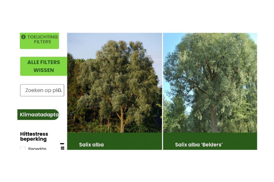 Voorbeeld van een zoekresultaat uit de Bomentabel. Er is gefilterd op sterke tot zeer sterke bijdrage aan klimaatadaptatie, hoge tot zeer hoge waarde nectar- en stuifmeelbron voor insecten, grote fijnstoffiltering, kleiner dan 15 m, groenblijvend, tolerantie voor verharding en oorspronkelijk inheems.