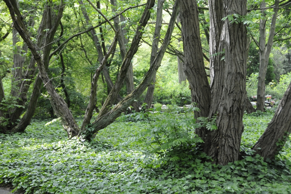 Gewone vleugelnoot (<i>Pterocarya fraxinifolia</i>) (foto: Hein van Iersel)