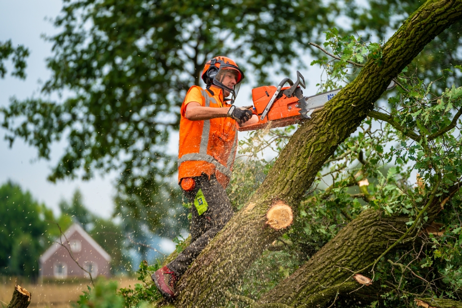 Beeld ter illustratie: bomenkap door Van Weert Rondhout