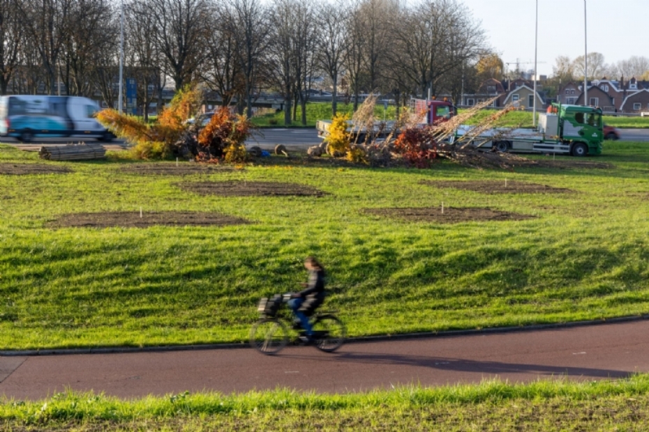 Bomen staan klaar om geplant te worden aan het IJsselmondseplein in Rotterdam. Foto: gemeente Rotterdam. 