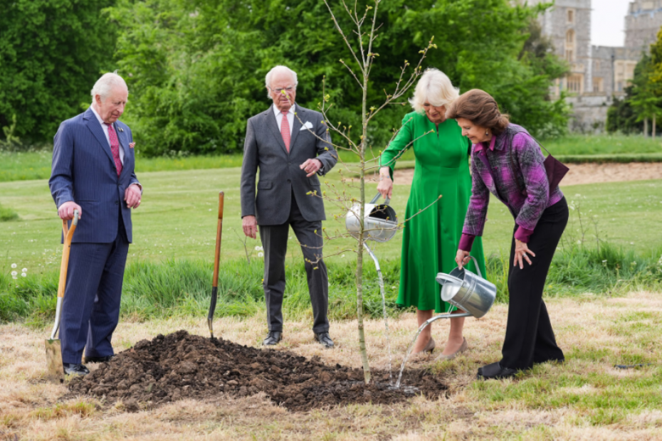Koningin Camilla en koningin Silvia geven de Zweedse eikenboom (Quercus robur) water