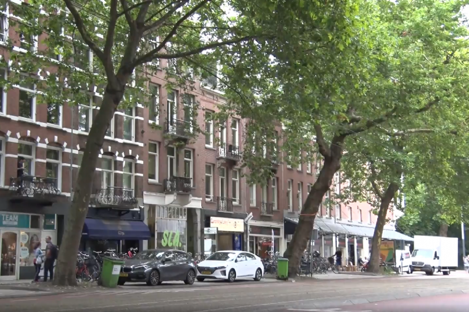 Beeld ter illustratie: platanen aan de Ceintuurbaan in Amsterdam