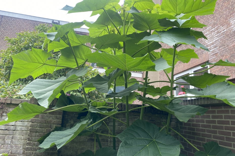 Paulownia fortunei 'Fast Blue'