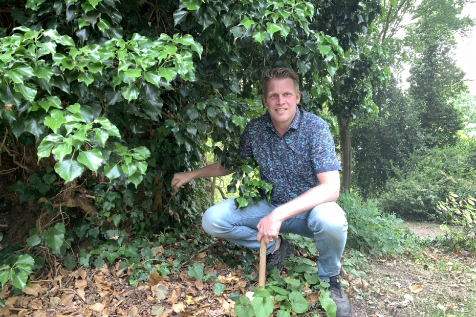 Dennis Noordman inspecteert de stamvoet van de <i>Robinia</i> die een jaar eerder werd vrijgemaakt van klimop.