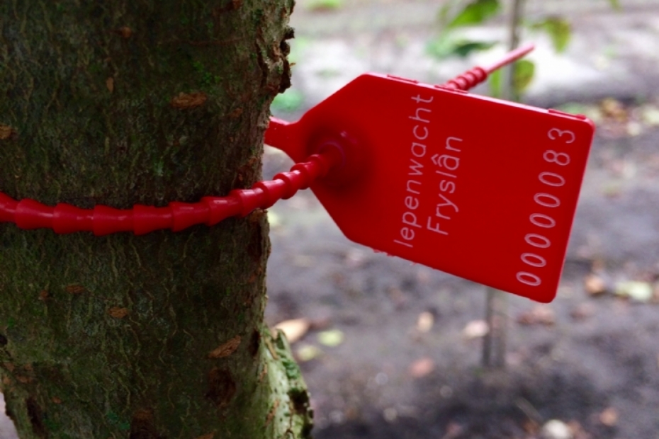 Keuren van iepen met keuringslabel, geplante iepen in diverse projecten.