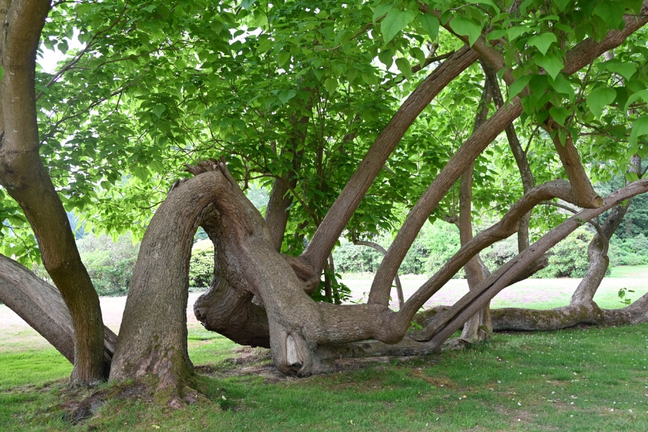 Zo hoort in ieder park een Catalpa te staan. Deze Catalpa bij Paleis Soestdijk is geplant in 1880 en in 1972 omgewaaid. Toen het tuinpersoneel de omgewaaide boom wilde opruimen, greep koningin Juliana in. En de boom staat er nog steeds.