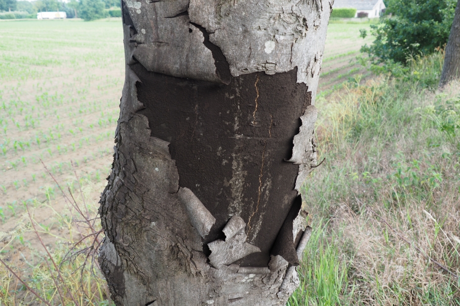 Roetschorsziekte. Foto: Henry Kuppen