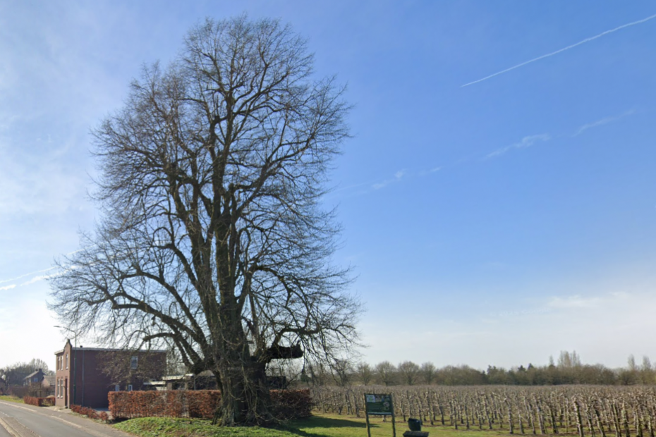 De lindeboom in Sambeek. Foto: Google Maps