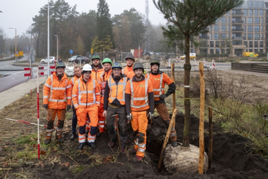 Het Quercus (plant)team