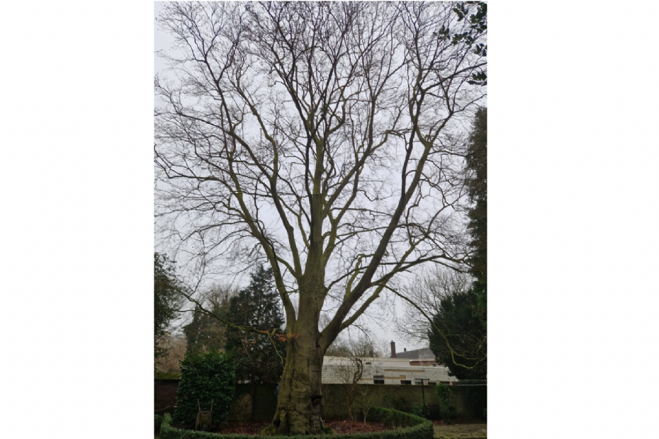 Monumentale beuk van de parochie in Tilburg tijdens het boomtechnisch onderzoek