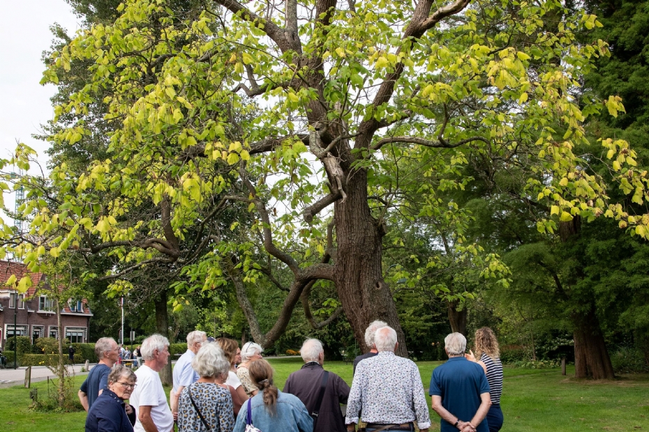 De <i>Catalpa</i> die behouden bleef (beeld: Astrid den Haan)