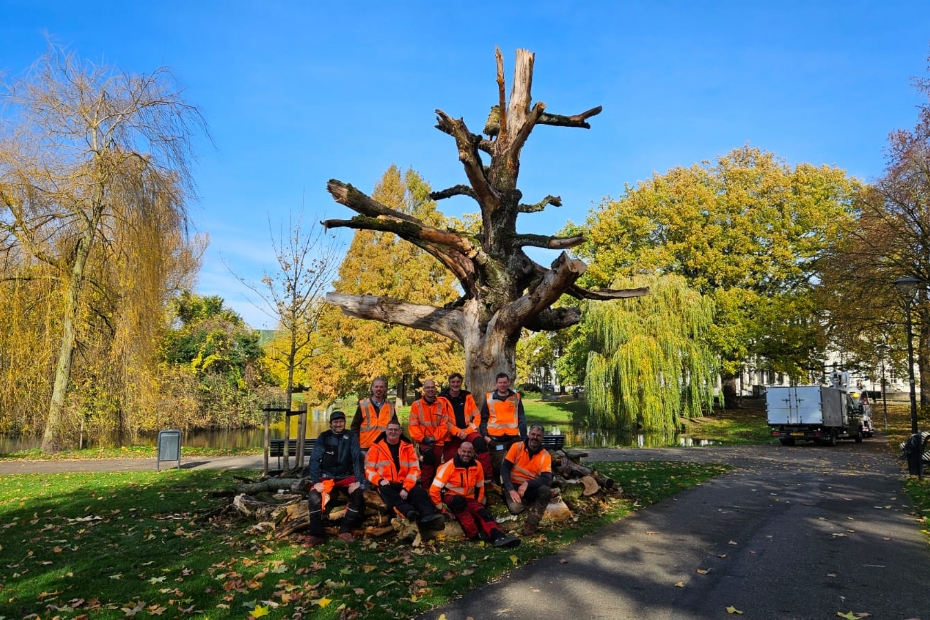 Toolboxmeeting rondom een dode esdoorn in Arnhems stadspark