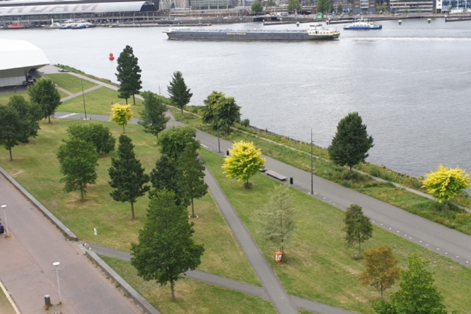 Oeverpark met het Iepenarboretum langs het IJ met voldoende plantafstand om wortelcontact te voorkomen tussen de verschillende iepensoorten.