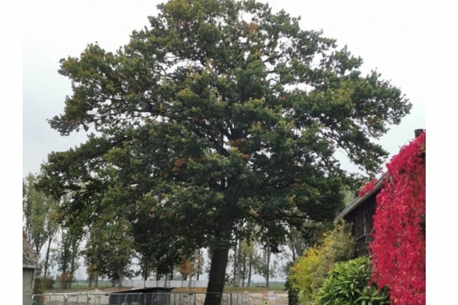 De Eik van Hoef en Loeff