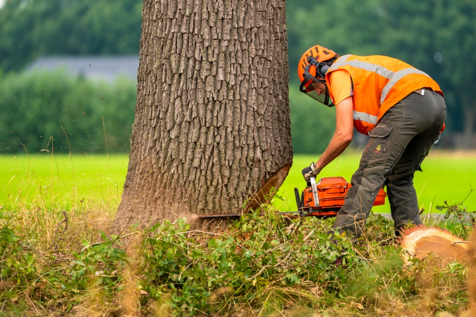 Foto ter illustratie