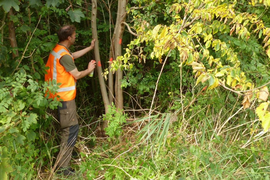 Archieffoto:  Saneren van een aangetaste iep in een singel