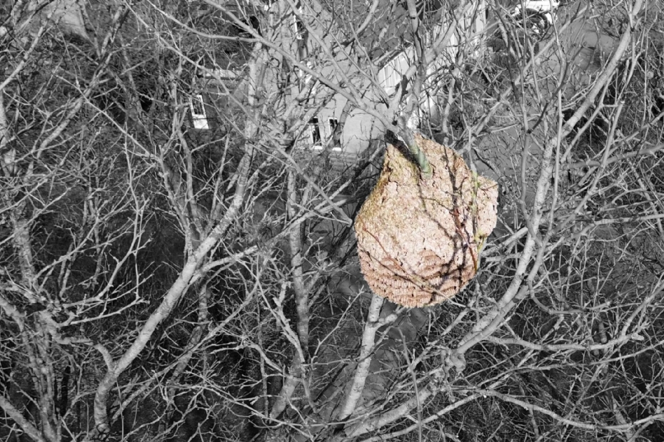 Nest van de Aziatische hoornaar