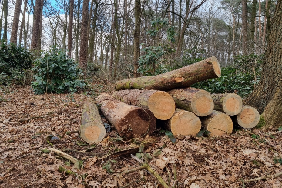 Beeld NWST, ter illustratie