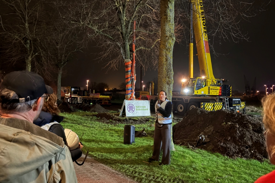 Eerdere verplanting van 21 lindebomen voor Stadshavens. Foto: Nationale Bomenbank