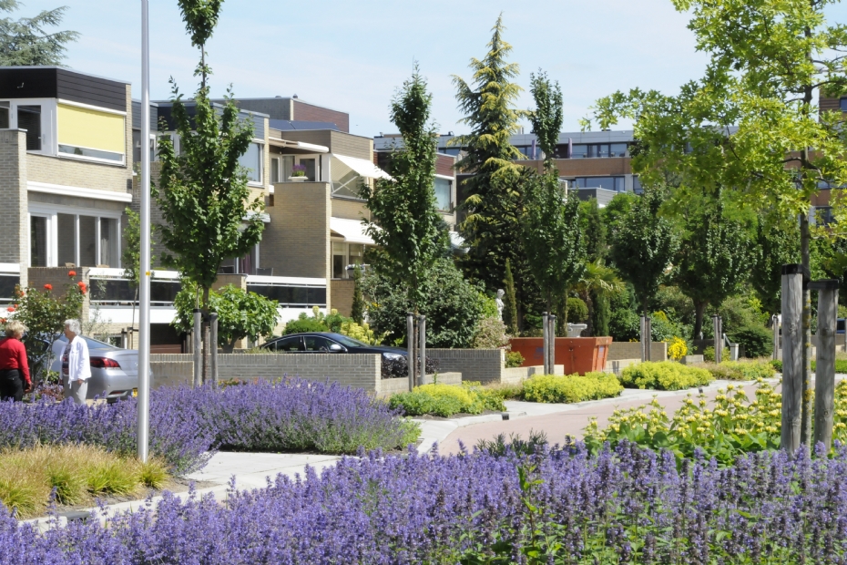 Archieffoto. Prunus sargentii 'Rancho'