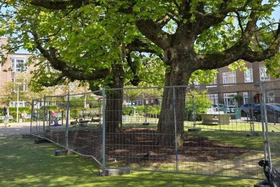 Foto: Bomenstichting Den Haag
