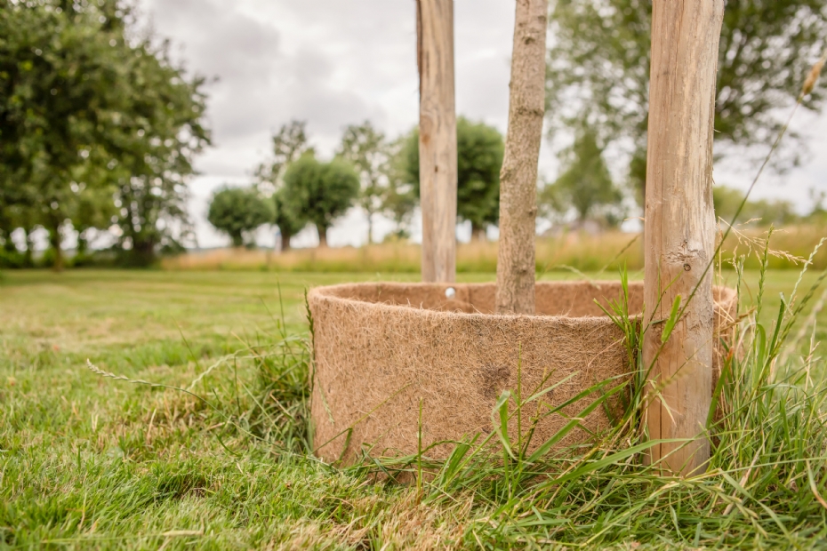 Om deze boom is een kokosgietrand gezet om te voorkomen dat het water wegloopt (foto's: GreenMax)