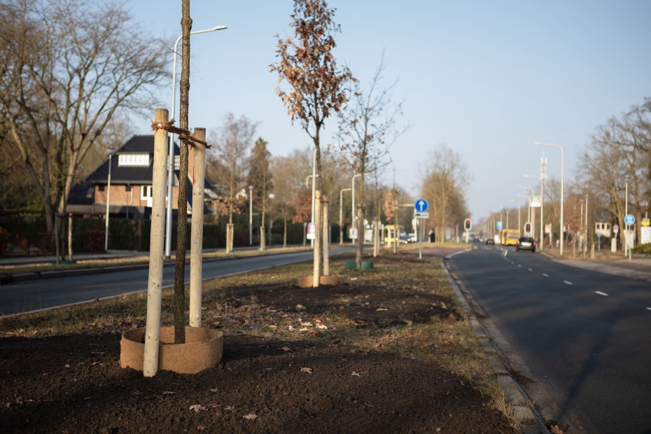 In Zeist staan gietranden van diverse materialen rond bomen langs de weg (foto's: GreenMax) In Zeist staan gietranden van diverse materialen rond bomen langs de weg (foto's: GreenMax)