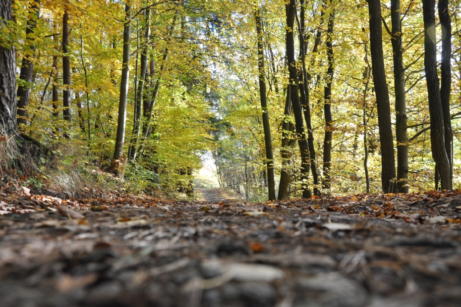 Beeld: Pixabay