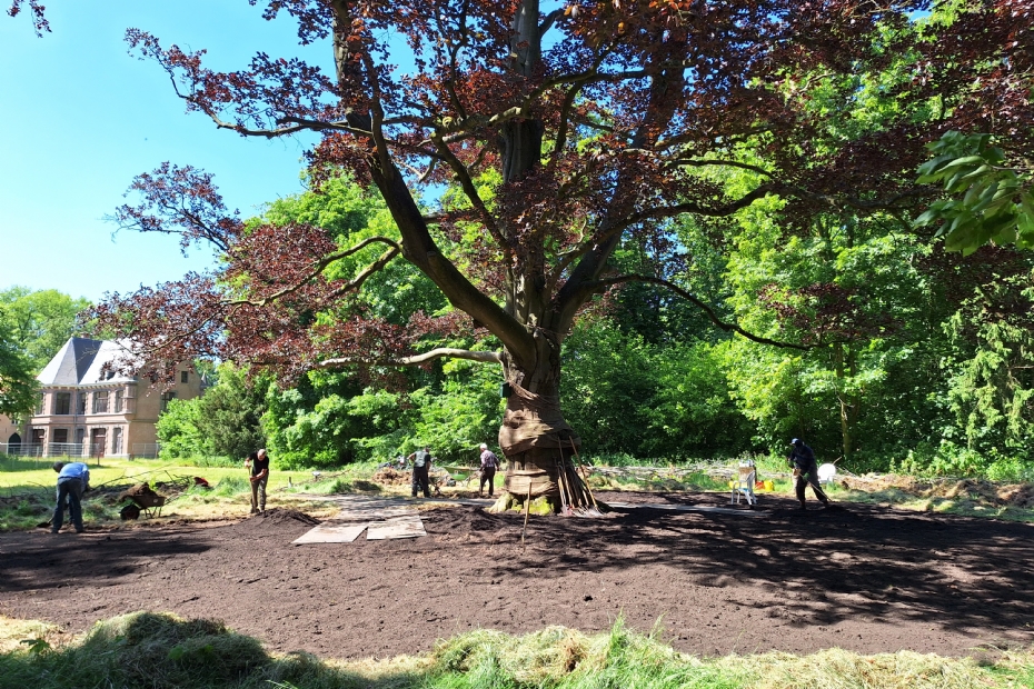 GreenMax behandelt monumentale beuk op landgoed Steenenburg