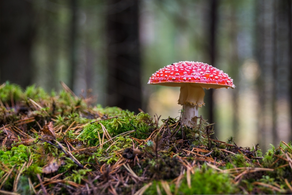 Beeld: Pixabay