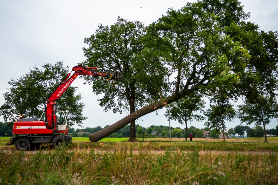 Beeld ter illustratie en via Van Weert Rondhout: Bomenkap door Van Weert Rondhout